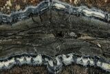 Mammoth Molar Slice With Case - South Carolina #349989-2